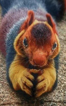 Cea mai mare veveriță din lume. Are culori incredibile, de parcă ar fi personaj de desene animate - FOTO GALERIE