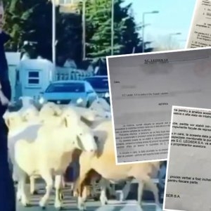 Noi documente bomba care îl înfundă pe Becali. Mafia imobiliară controlată de oierul din Pipera, deconspirată 