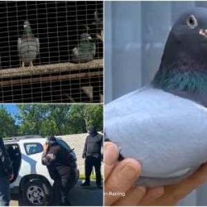 Poliţiştii au oprit-o în trafic pe nepoata românului care a furat porumbei de 2,5 milioane € în Belgia. Ce au găsit în portbagaj