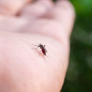 5 remedii naturale care ameliorează mușcăturile de țânțari