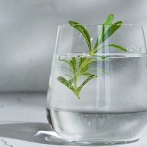 Cum să prepari apă de rozmarin în casă. Tot ce trebuie să știi despre planta minune