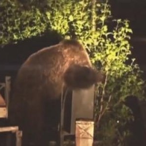 Trei urşi găsiţi morţi în Mureş, otrăviţi cu substanţe interzise: "Au început să-şi facă singuri dreptate"