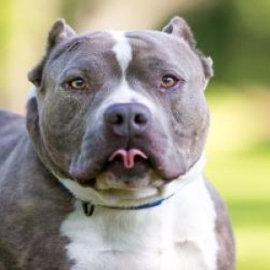 Filmul atacului din Caraş Severin, unde o bătrână a fost ucisă de câinele familiei. Animalul a fost eutanasiat