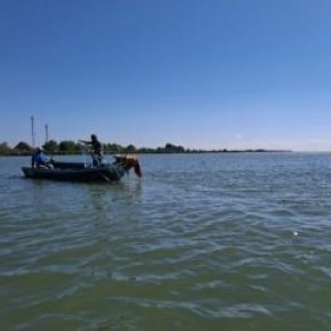 Specia care s-a înmulţit rapid în Marea Neagră. Considerată delicatesă în SUA, se vinde cu 100 de dolari