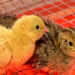 Afacere de milioane. Un român a lăsat în urmă Anglia şi a deschis o fermă de prepeliţe
