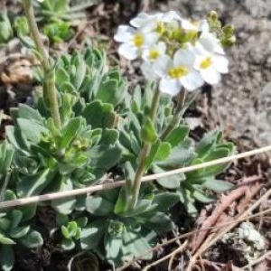 O plantă unică în România, descoperită pe malul Lacului Stânca-Costeşti. Doar în Moldova şi Ucraina se găseşte