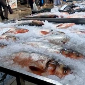 Peştele congelat, la analize de laborator. La macrou 25% e gheaţă, iar contaminarea e la limită