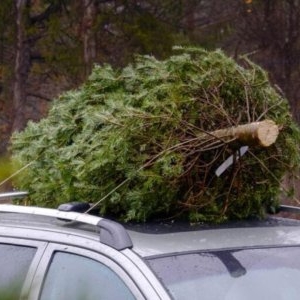 Este legal să transporți bradul de Crăciun cu mașina? Ce sancțiuni riscă românii prinși pe picior greșit 