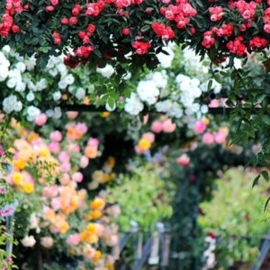 Cum protejezi trandafirii iarna: trebuie sau nu să îi acoperi. Recomandările grădinarilor cu experiență