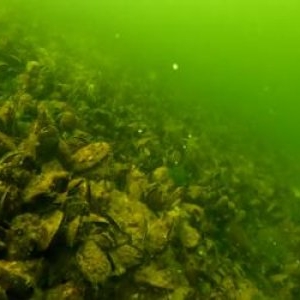 Specia din Veneţia care s-a adaptat în Marea Neagră. Din vară ar putea ajunge în farfuriile de pe litoral