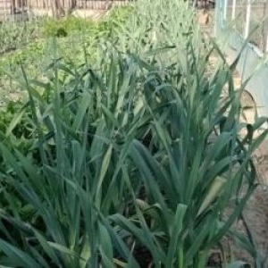 Gheorghe a dat lovitura cu un soi de usturoi pe care îl vinde cu 100 de lei/kg. Are comenzi și în străinătate