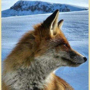 Oaspeți surpriză pe Vârful Omu. Meteorologii de la cea mai înaltă așezare din România au parte de companioni simpatici 