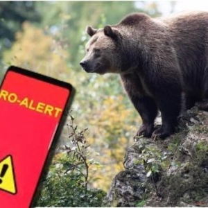 Alertă de urs în Sinaia. Autoritățile au emis un mesaj RO-ALERT, după ce animalul sălbatic a fost observat aproape de Castelul Peleș