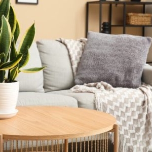 Plantele care aduc noroc în 2026. Idei simple pentru decorarea casei