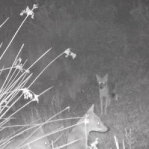 Fiara care terorizează zi și noapte sătenii din Vadu. Oamenii și-au ridicat garduri electrice sau din beton