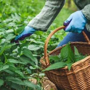 Când este sezonul urzicilor în România. De unde se culeg în siguranță și ce vitamine conțin