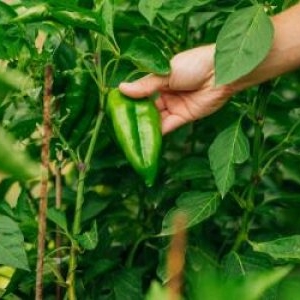 Afacerea de nişă cu care 2 prieteni din Reghin au dat lovitura. Totul a început din curiozitate