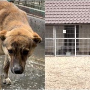 Lagăre de exterminare pe bani publici. O femeie şi-a recuperat căţelul "traumatizat", înainte de eutanasiere