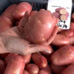 Au apărut cartofii noi, aduşi din Ungaria. Costă de 10 ori mai mult decât în mod normal