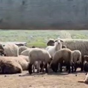 Mielul de Paște devine raritate pe masa românilor: Un kilogram poate ajunge şi 55 lei