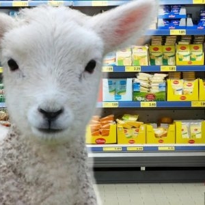 Mielul românesc a ajuns la galantar înainte de Paşte! Unde poate fi cumpărat mai ieftin