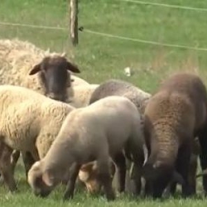 Carnea care ia locul mielului pe masa de Paşte. Costă la fel, dar e mai sănătoasă