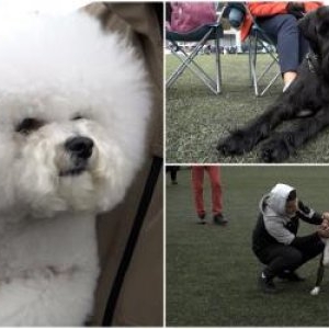 Cât cheltuie românii pentru câinii lor. Hrana și serviciile pentru câini, mai scumpe ca niciodată