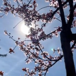 Cum va fi vremea de Paşte. După ninsori şi viscol, vom avea 20 de grade la umbră