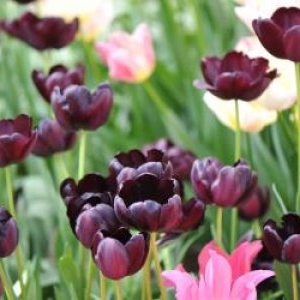 Satul din România unde câmpurile înfloresc spectaculos. O lalea aproape neagră a devenit magnet pentru turişti