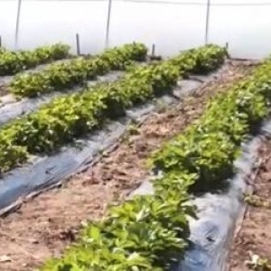 Fermierul care a dat lovitura cu un fruct unic în România. Se vinde cu 30$ bucata în ţara de origine