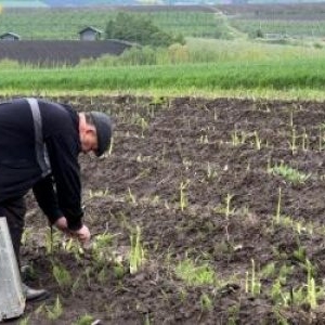 Leguma cu care un fermier din Suceava a dat lovitura. Cu cât se vinde "hrana regilor"