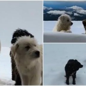 Cei mai simpatici "angajaţi" de la Cota 2000 îşi caută stăpân. Povestea celor 8 căţei ai muntelui