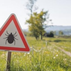Cum te protejezi de căpușe și țânțari. Bolile grave pe care le pot transmite vara insectele periculoase