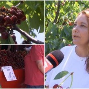 Oferta fermierilor, în an cu producţie record: cireşe mai ieftine, dacă ţi le culegi singur