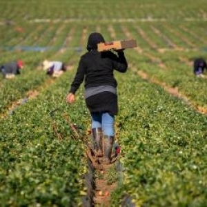 Româncă de 40 de ani, înjunghiată mortal de un coleg de muncă, la o fermă de căpșuni din Germania
