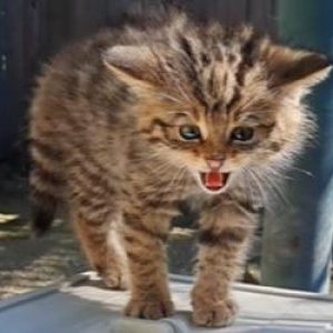 Surpriză pentru două femei din Mureş şi Neamţ. Au crezut că salvează pisici de casă, dar erau feline sălbatice