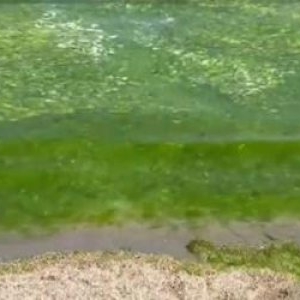 Staţiunea din România unde plaja a devenit un covor de alge. Turiştii, întâmpinaţi de un miros greu de îndurat