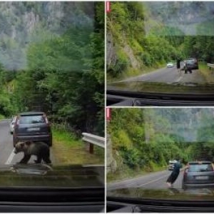 "Chiar și ursul e confuz". Cu ochii în telefon, un turist a fost la un pas să fie mușcat pe Transfăgărășan