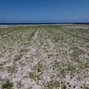 Stațiunea de lux de pe litoral unde iarba și buruienile au început să crească direct pe plajă