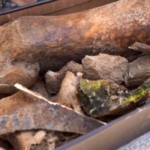 Descoperire neobișnuită în Dunăre, după ce a atins un minim istoric: rămășițe de mamut, găsite în Bulgaria