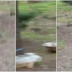 "Incredibil câți sunt!" Mai mulți șobolani, filmați când alergau la câțiva metri de Primăria Sectorului 1