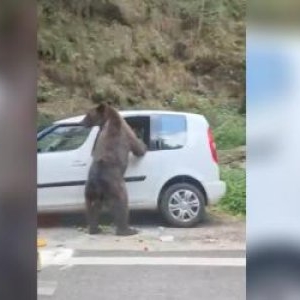 Momentul în care un urs sparge geamul unei mașini pe Transfăgărășan ca să caute mâncare