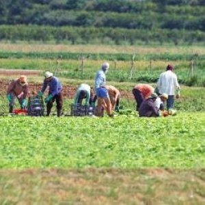 Un român de 19 ani a murit în timp ce culegea roşii pe un câmp din Italia: "E o rană care va rămâne deschisă"