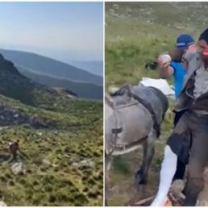 Cioban muşcat de picior de urs în Masivul Iezer. A încercat să-l alunge cu bâta pentru a-şi apăra turma