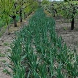 Afacerea cu care Cosmin a dat lovitura, dintr-o întâmplare. Vinde kg cu 30 de lei şi nu mai face faţă cererii