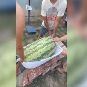 Satul de la granița României în care cresc pepeni cât porcii. Un fermier a cultivat un pepene de 84 kilograme