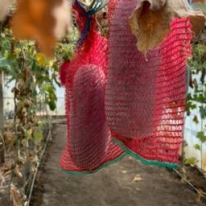 Fructul exotic care rezistă chiar şi un an în cămară, fără pic de frig. Are 20 kg și e cultivat în Buzău