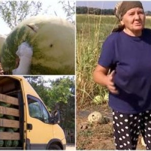 "Mai bine am abandonat". Fermierii din Dolj lasă pepenii pe câmp, după ce prețul a ajuns la 50 bani/kilogram