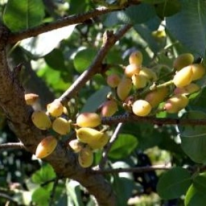 Planta exotică din Dăbuleni cu care fermierii vor să dea lovitura. E prima recoltă din istorie