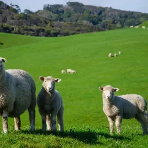 Vești pentru oieri de la ANSVSA. Exporturile de ovine ale României ar putea fi deblocate până la sfârșitul anului